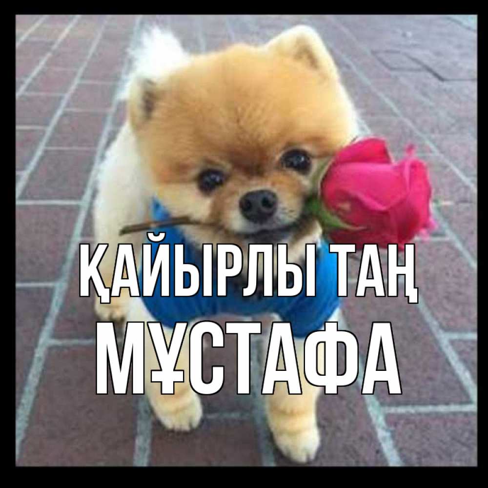 Күн сайын ашық хат с именем, МҰСТАФА Қайырлы таң роза в зубах Онлайн тегін жүктеп алу тілектері бар керемет карта 