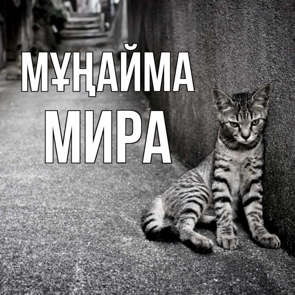 Күн сайын ашық хат с именем, МИРА Мұңайма скучающий котик Онлайн тегін жүктеп алу тілектері бар керемет карта 