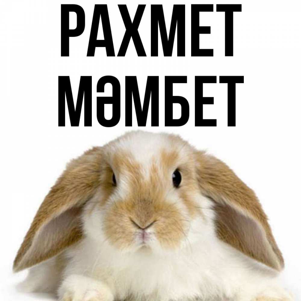 Күн сайын ашық хат с именем, МӘМБЕТ рахмет коричнево белый заяц Онлайн тегін жүктеп алу тілектері бар керемет карта 