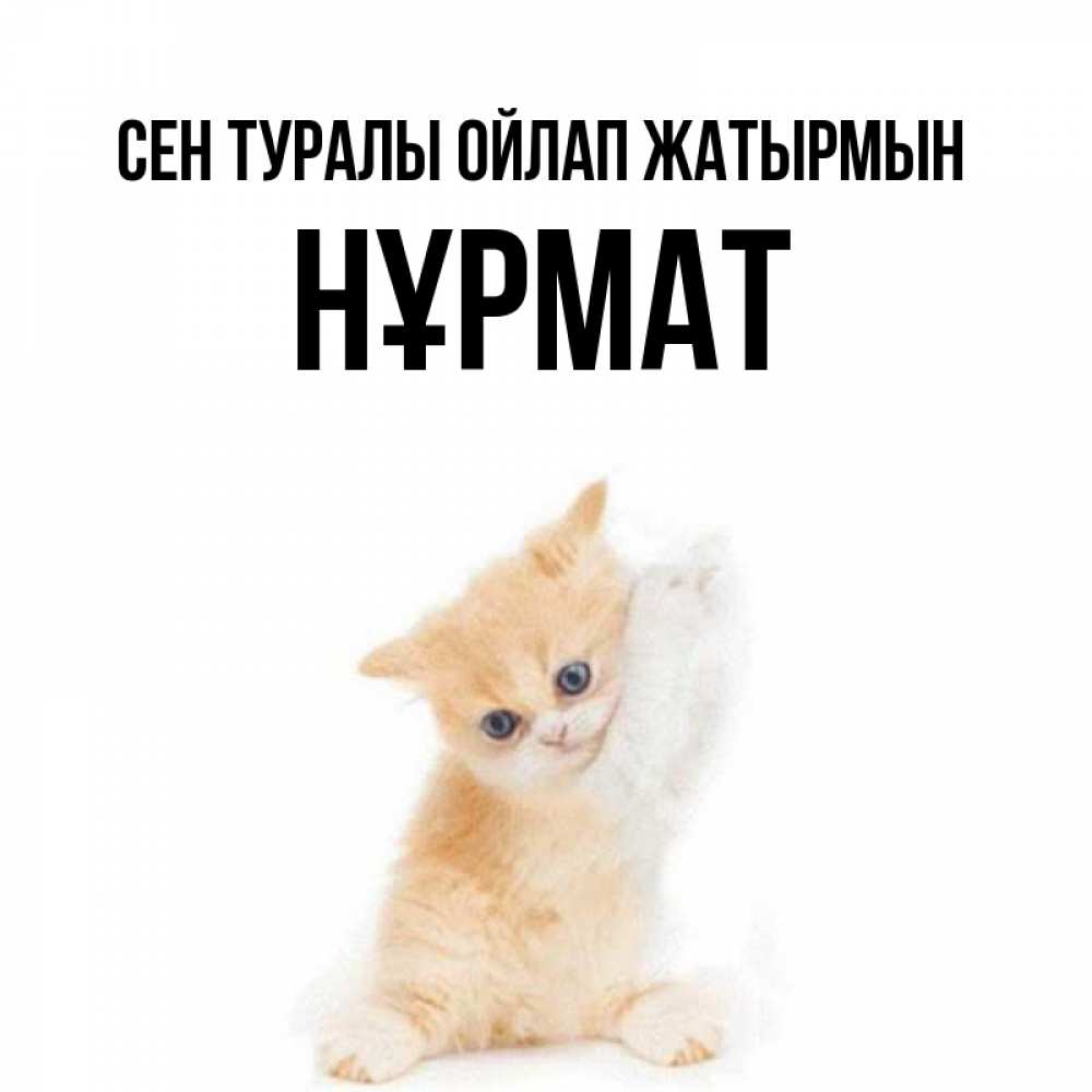 Күн сайын ашық хат с именем, Нұрмат Сен туралы ойлап жатырмын зверушки и милота Онлайн тегін жүктеп алу тілектері бар керемет карта 