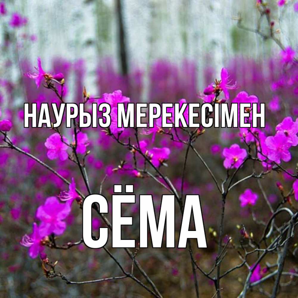 Күн сайын ашық хат с именем, Сёма Наурыз мерекесімен дикие цветы Онлайн тегін жүктеп алу тілектері бар керемет карта 