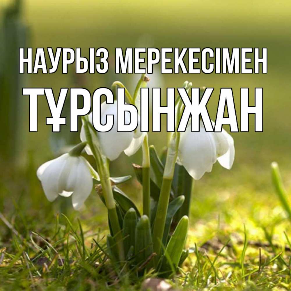 Күн сайын ашық хат с именем, ТҰРСЫНЖАН Наурыз мерекесімен ранние цветы 2 Онлайн тегін жүктеп алу тілектері бар керемет карта 