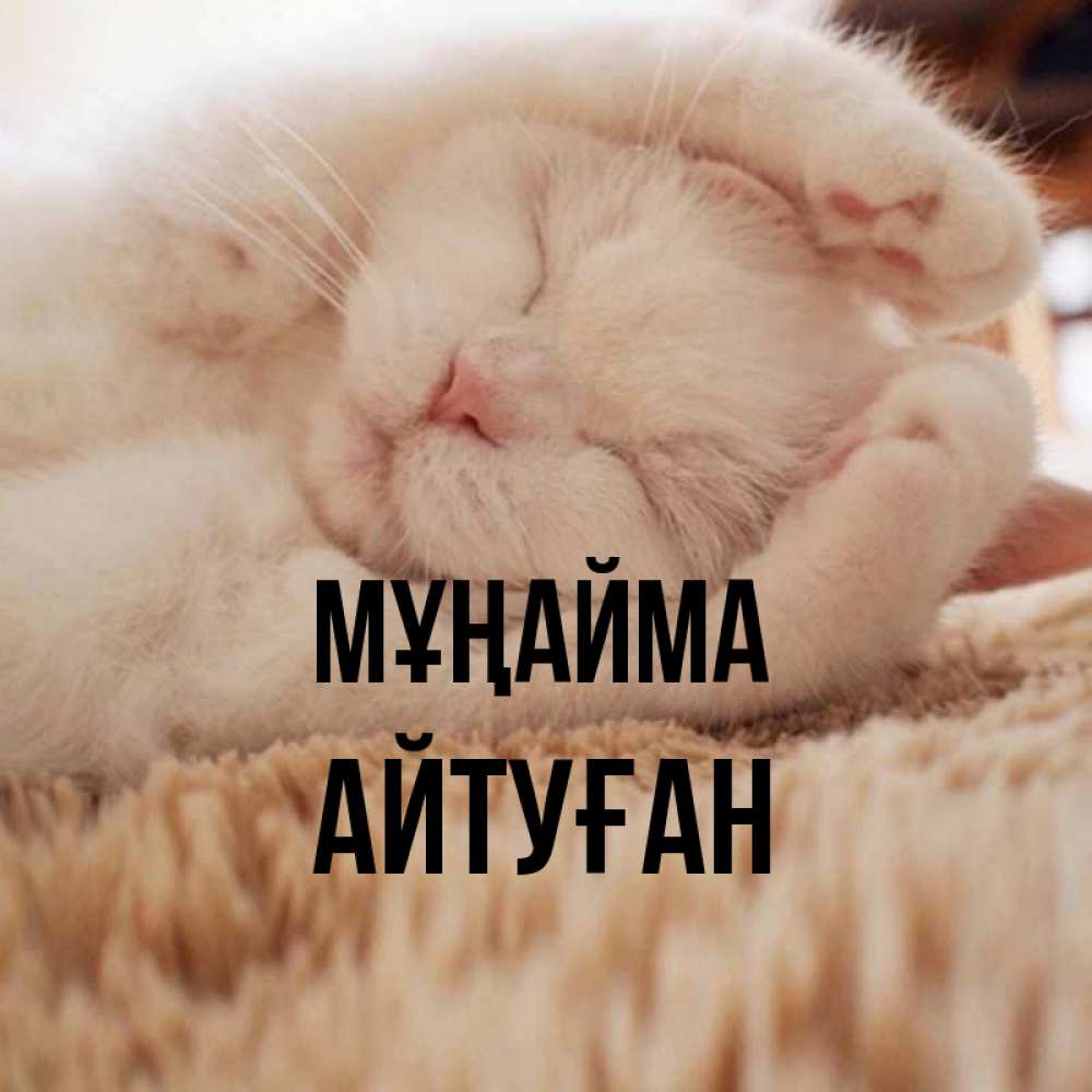 Күн сайын ашық хат с именем, Айтуған Мұңайма Котенок спит Онлайн тегін жүктеп алу тілектері бар керемет карта 