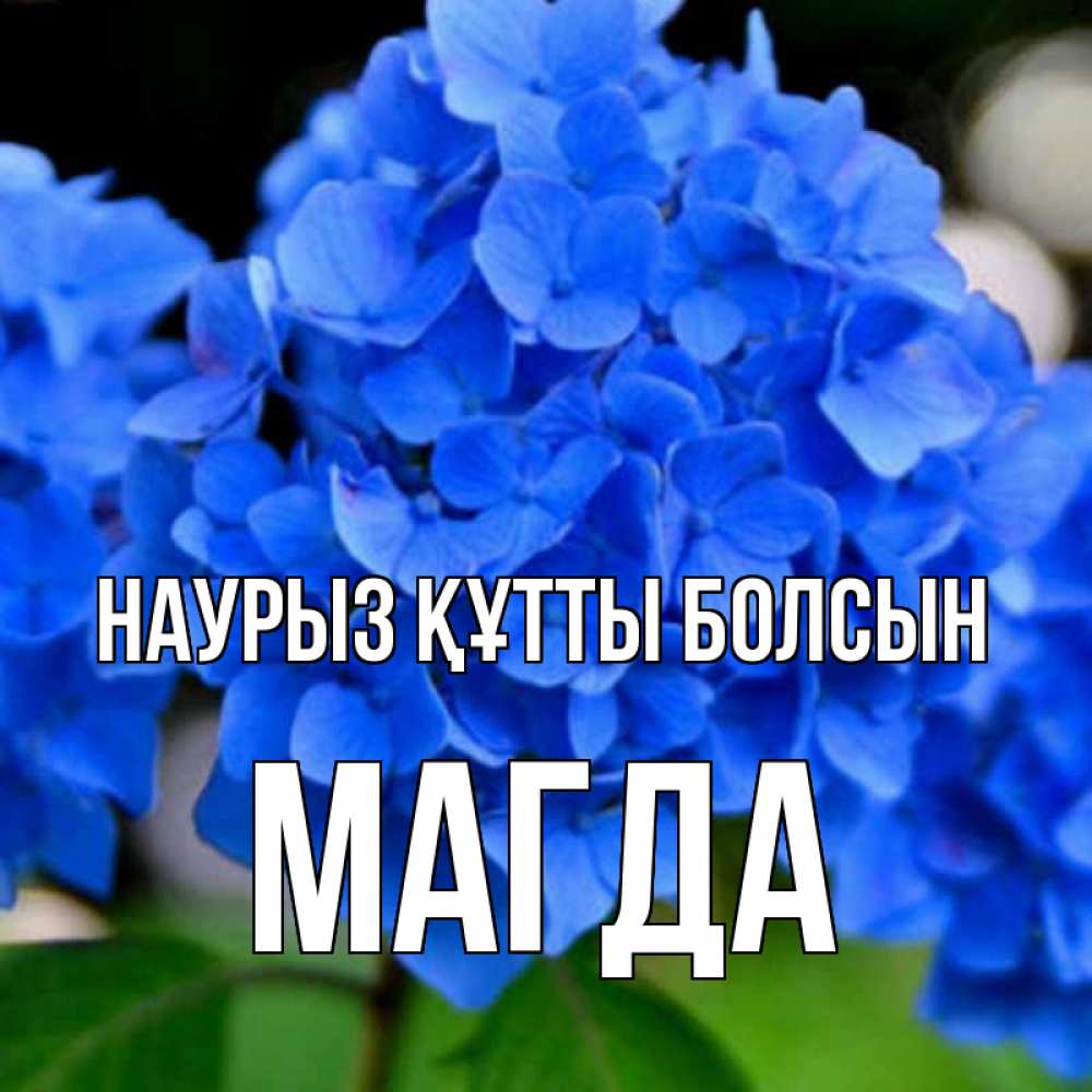 Күн сайын ашық хат с именем, Магда Наурыз құтты болсын синие цветы Онлайн тегін жүктеп алу тілектері бар керемет карта 