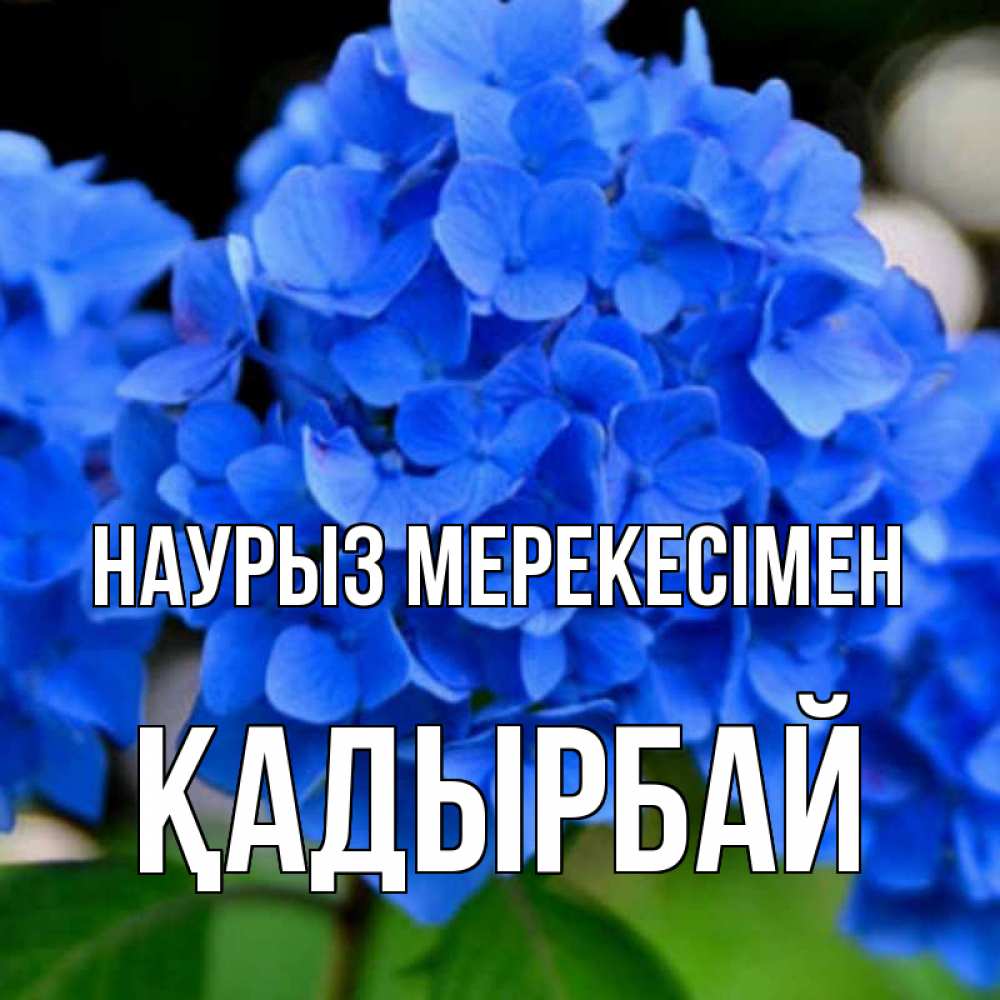 Күн сайын ашық хат с именем, Қадырбай Наурыз мерекесімен синие цветы Онлайн тегін жүктеп алу тілектері бар керемет карта 