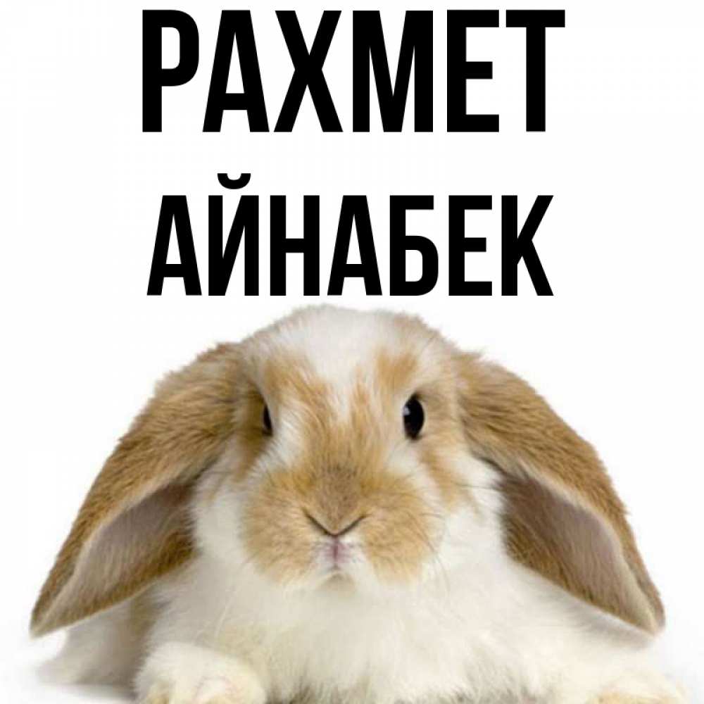 Күн сайын ашық хат с именем, Айнабек рахмет коричнево белый заяц Онлайн тегін жүктеп алу тілектері бар керемет карта 