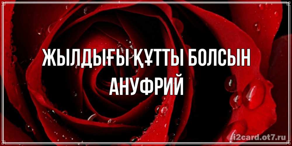Күн сайын ашық хат с именем, Ануфрий Жылдығы құтты болсын крупная бордовая роза Онлайн тегін жүктеп алу тілектері бар керемет карта 