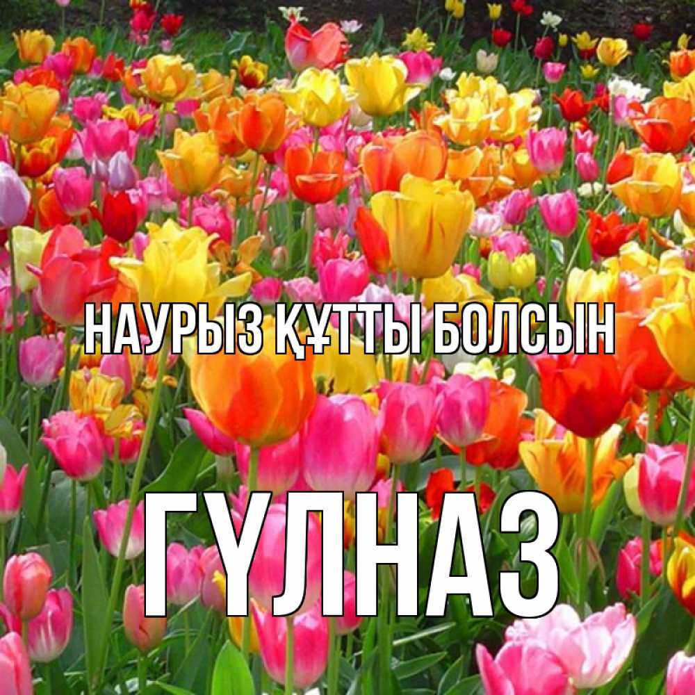 Күн сайын ашық хат с именем, ГҮЛНАЗ Наурыз құтты болсын на наурыз  ура ура Онлайн тегін жүктеп алу тілектері бар керемет карта 