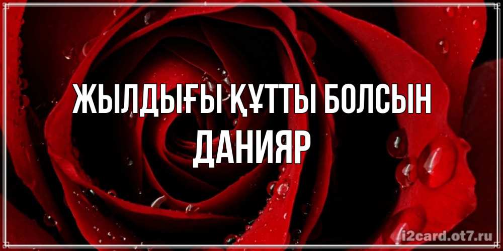 Күн сайын ашық хат с именем, Данияр Жылдығы құтты болсын крупная бордовая роза Онлайн тегін жүктеп алу тілектері бар керемет карта 