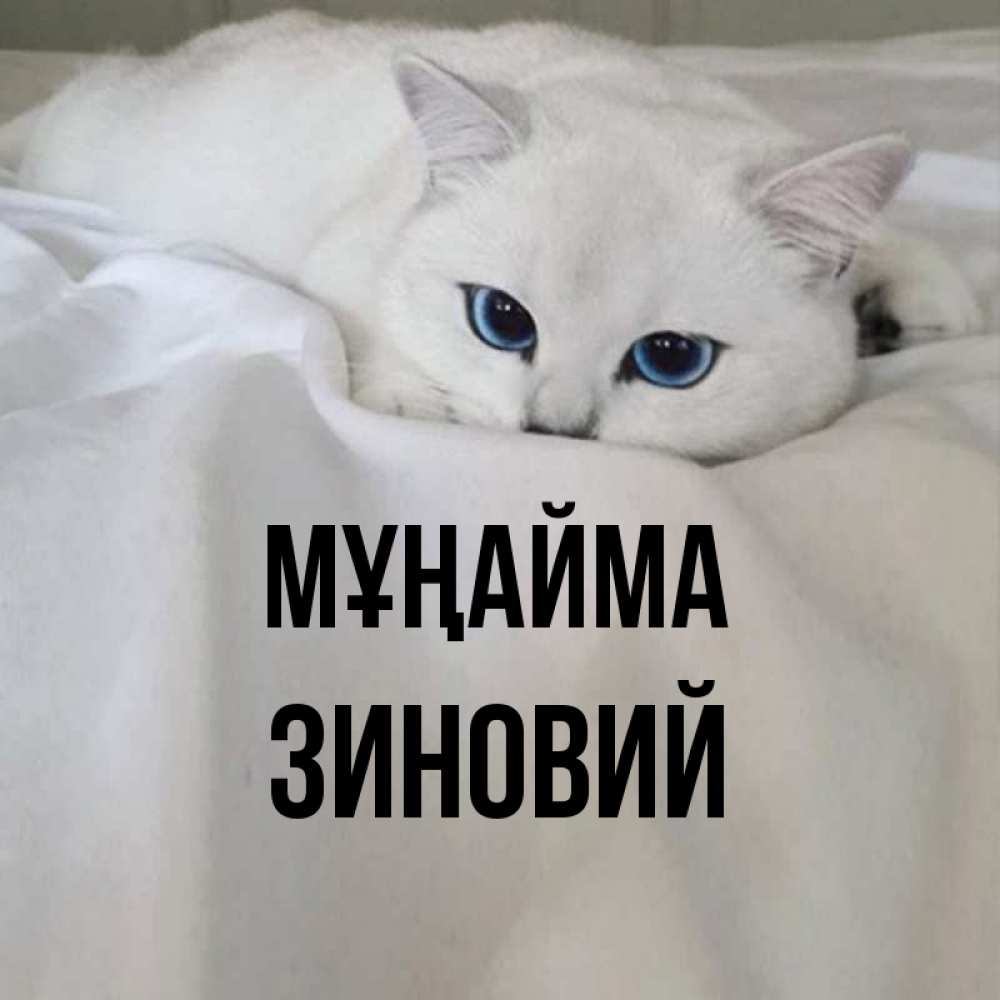 Күн сайын ашық хат с именем, Зиновий Мұңайма Голубоглазая кошка Онлайн тегін жүктеп алу тілектері бар керемет карта 