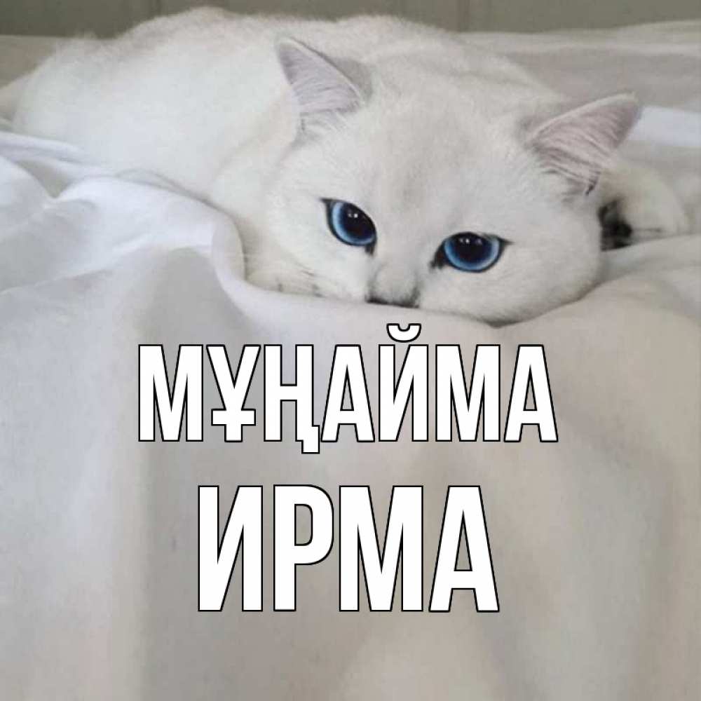 Күн сайын ашық хат с именем, Ирма Мұңайма белый кот с голубыми глазами на белоснежной кровати Онлайн тегін жүктеп алу тілектері бар керемет карта 