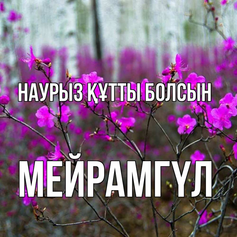 Күн сайын ашық хат с именем, МЕЙРАМГҮЛ Наурыз құтты болсын дикие цветы Онлайн тегін жүктеп алу тілектері бар керемет карта 