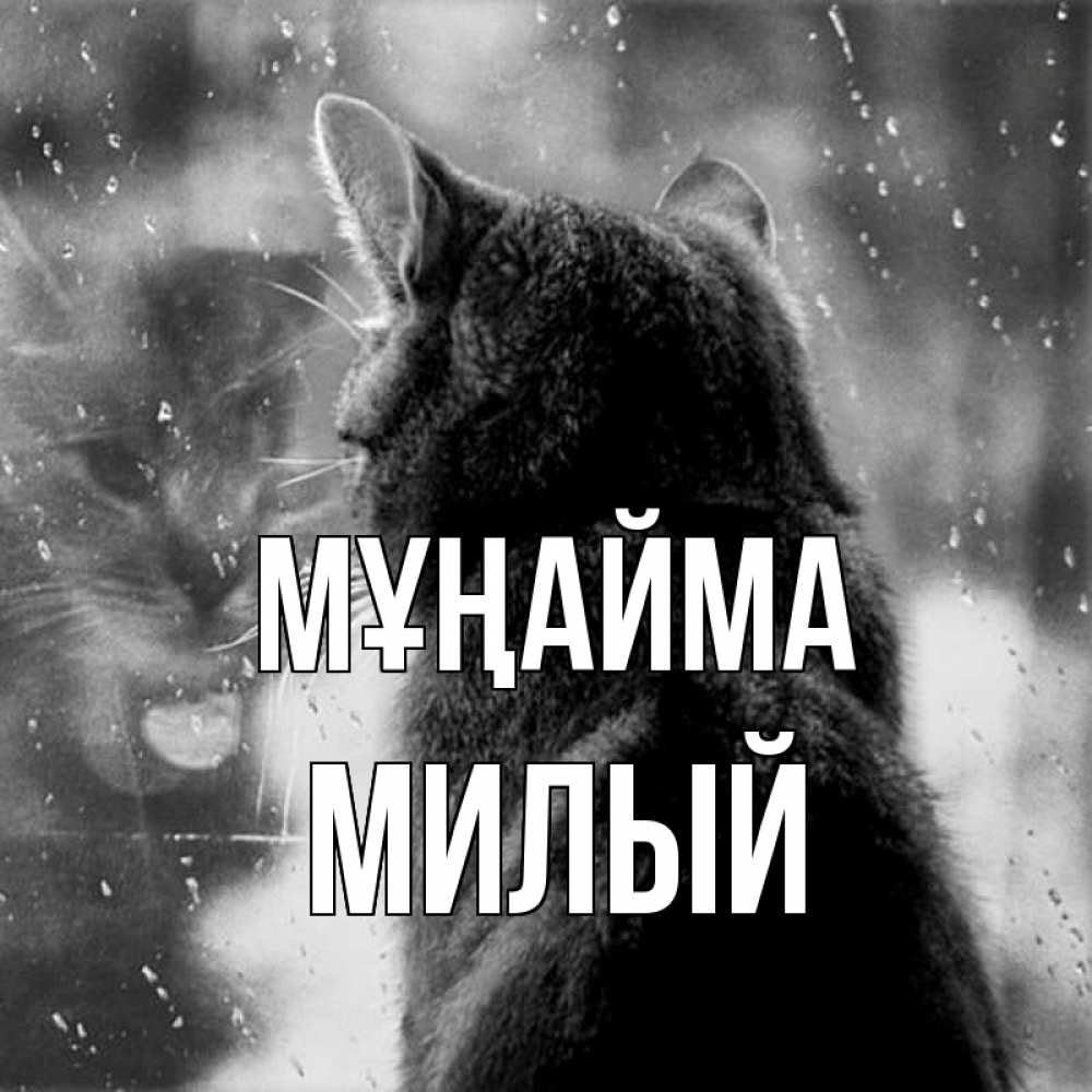 Күн сайын ашық хат с именем, Милый Мұңайма отражение кота 1 Онлайн тегін жүктеп алу тілектері бар керемет карта 