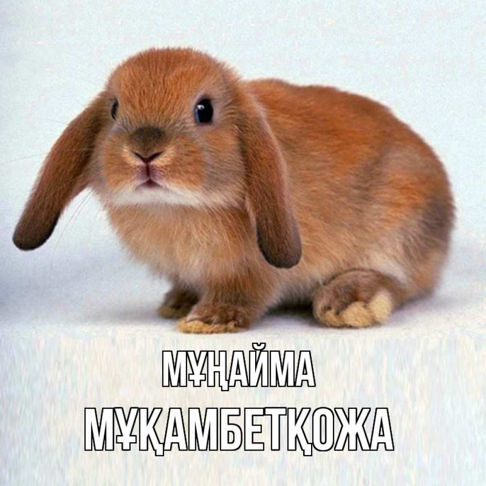 Күн сайын ашық хат с именем, Мұқамбетқожа Мұңайма рыжий зая Онлайн тегін жүктеп алу тілектері бар керемет карта 