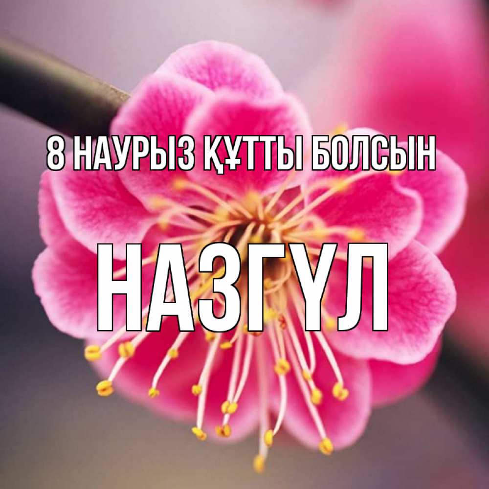 Күн сайын ашық хат с именем, НАЗГҮЛ 8 наурыз құтты болсын цветы Онлайн тегін жүктеп алу тілектері бар керемет карта 