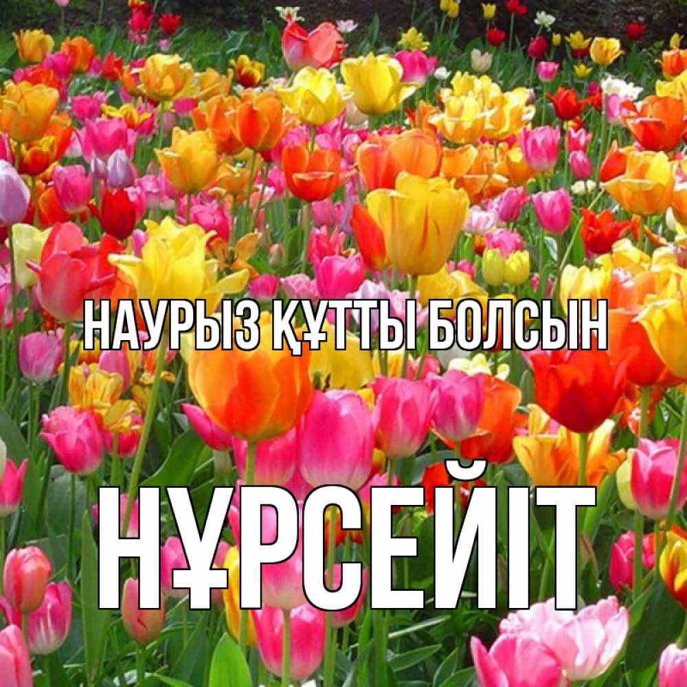 Күн сайын ашық хат с именем, НҰРСЕЙІТ Наурыз құтты болсын на наурыз  ура ура Онлайн тегін жүктеп алу тілектері бар керемет карта 