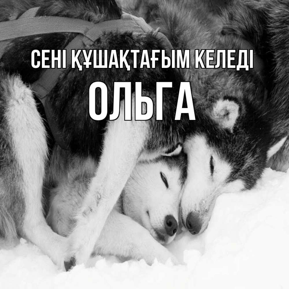 Күн сайын ашық хат с именем, Ольга сені құшақтағым келеді собачки в упряжке Онлайн тегін жүктеп алу тілектері бар керемет карта 