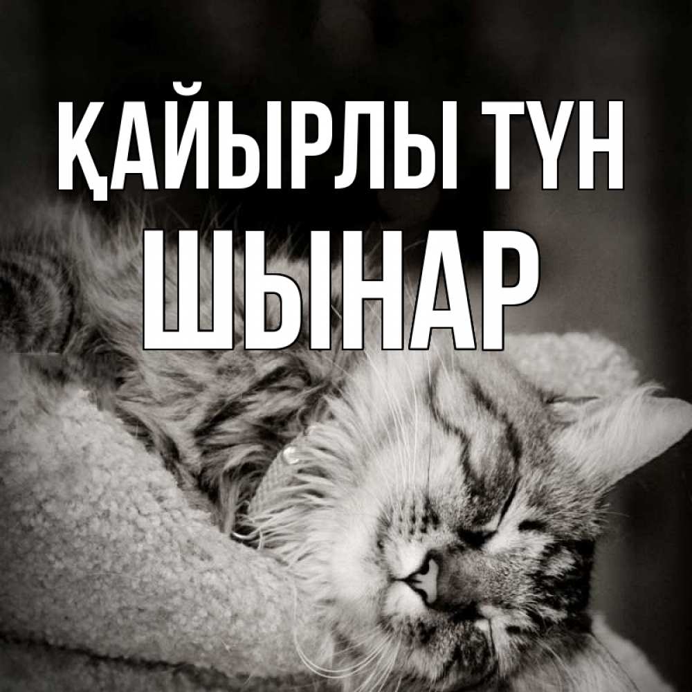 Күн сайын ашық хат с именем, ШЫНАР Қайырлы түн котярик пушистый Онлайн тегін жүктеп алу тілектері бар керемет карта 