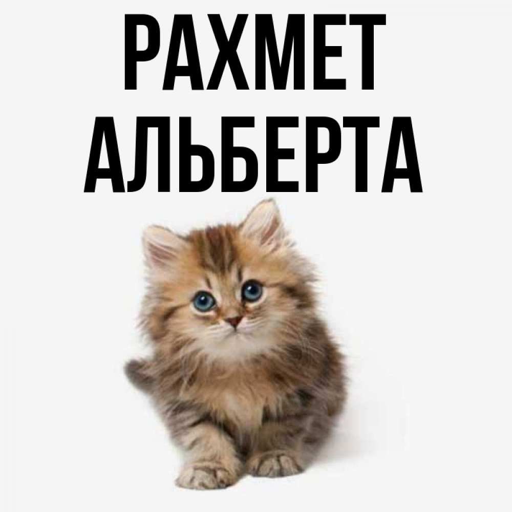 Күн сайын ашық хат с именем, Альберта рахмет пушистый котик Онлайн тегін жүктеп алу тілектері бар керемет карта 