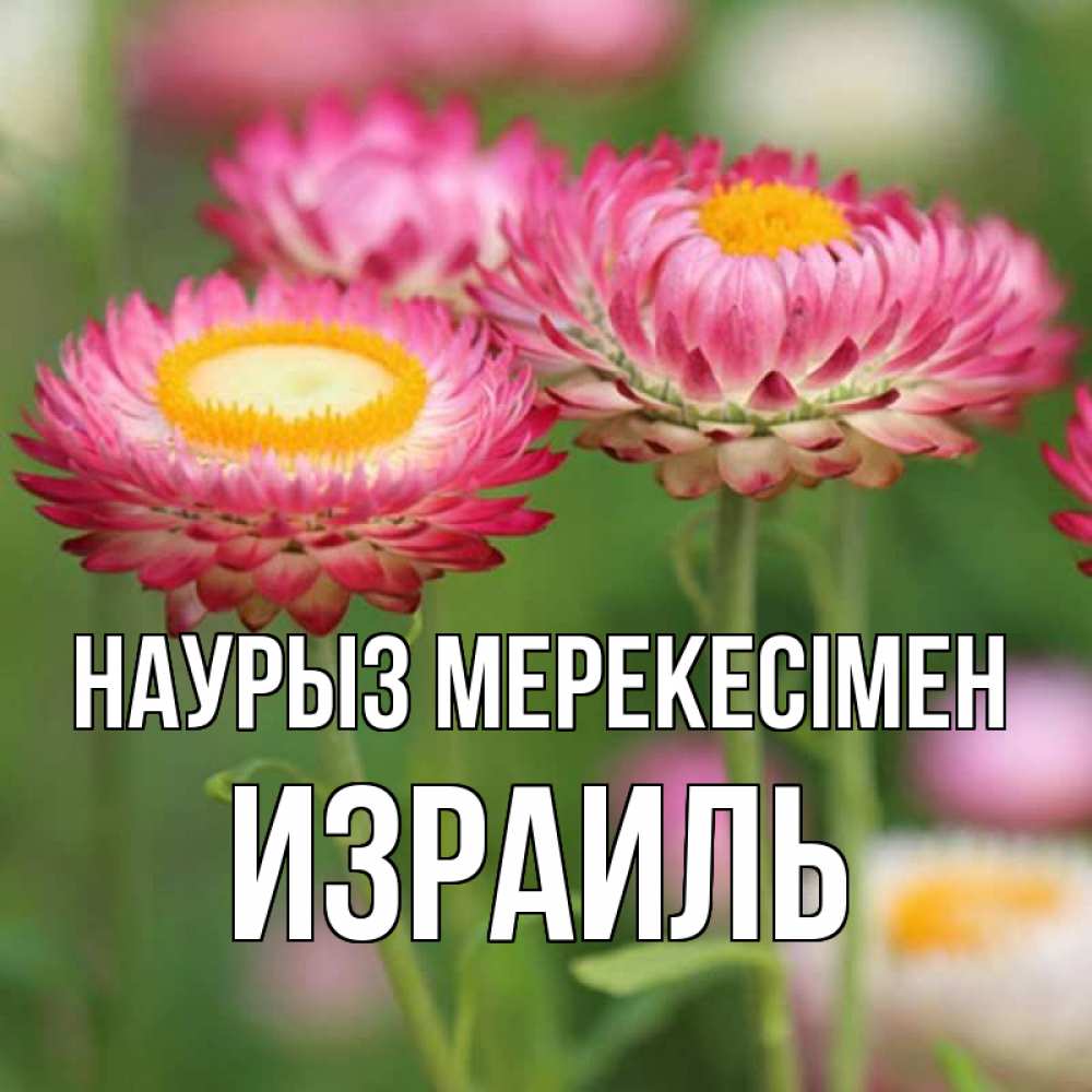 Күн сайын ашық хат с именем, Израиль Наурыз мерекесімен подарок на международный женский день Онлайн тегін жүктеп алу тілектері бар керемет карта 