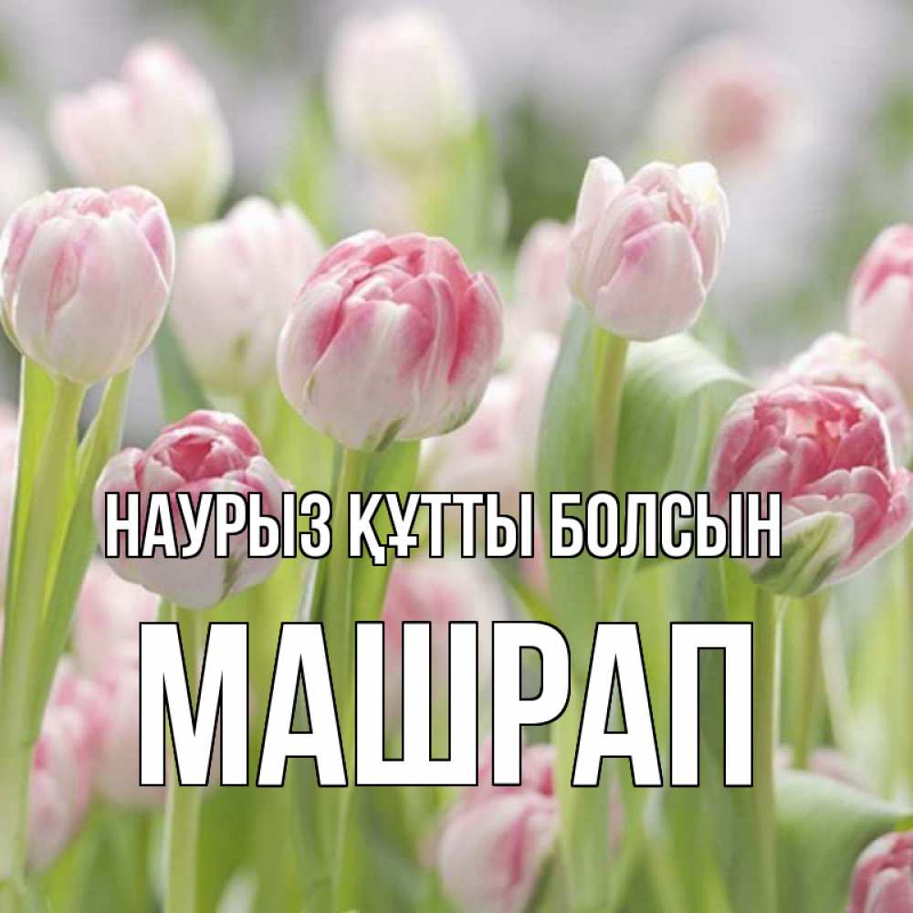 Күн сайын ашық хат с именем, МАШРАП Наурыз құтты болсын цветы Онлайн тегін жүктеп алу тілектері бар керемет карта 