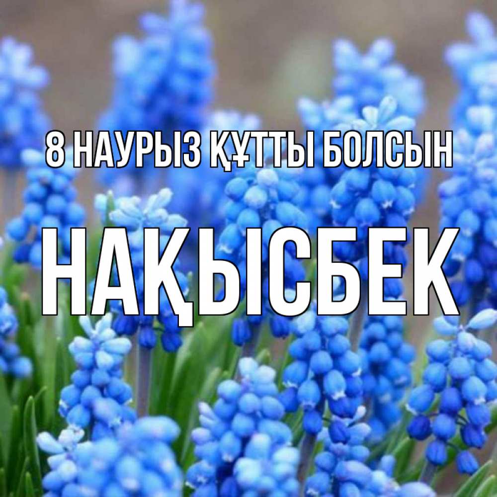 Күн сайын ашық хат с именем, НАҚЫСБЕК 8 наурыз құтты болсын Поздравительная открытка для женщин с цветами на праздничную дату Онлайн тегін жүктеп алу тілектері бар керемет карта 