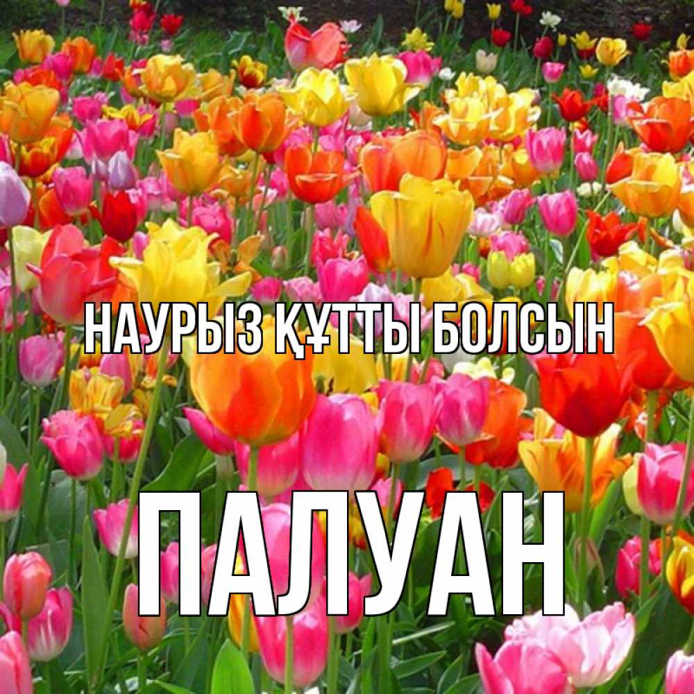Күн сайын ашық хат с именем, ПАЛУАН Наурыз құтты болсын на наурыз  ура ура Онлайн тегін жүктеп алу тілектері бар керемет карта 