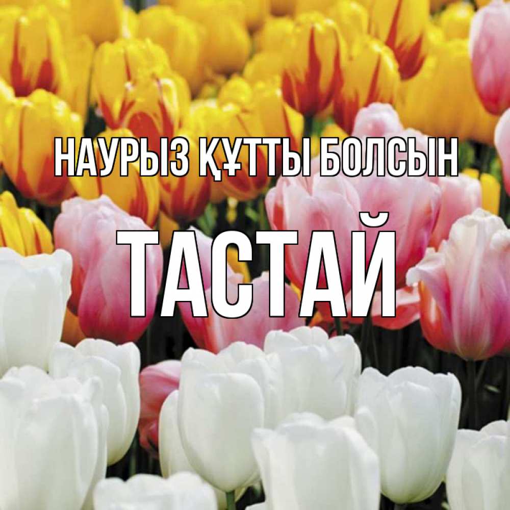 Күн сайын ашық хат с именем, ТАСТАЙ Наурыз құтты болсын разноцветные цветы Онлайн тегін жүктеп алу тілектері бар керемет карта 