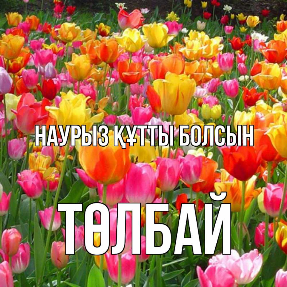 Күн сайын ашық хат с именем, ТӨЛБАЙ Наурыз құтты болсын на наурыз  ура ура Онлайн тегін жүктеп алу тілектері бар керемет карта 