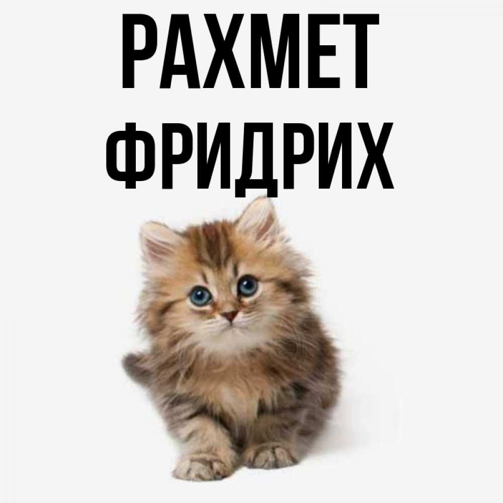 Күн сайын ашық хат с именем, Фридрих рахмет пушистый котик Онлайн тегін жүктеп алу тілектері бар керемет карта 