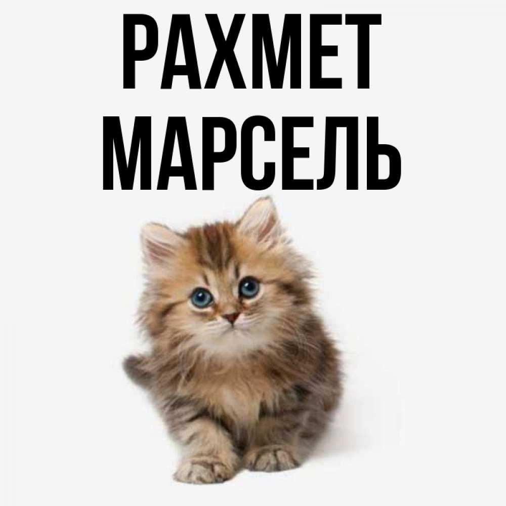 Күн сайын ашық хат с именем, Марсель рахмет пушистый котик Онлайн тегін жүктеп алу тілектері бар керемет карта 