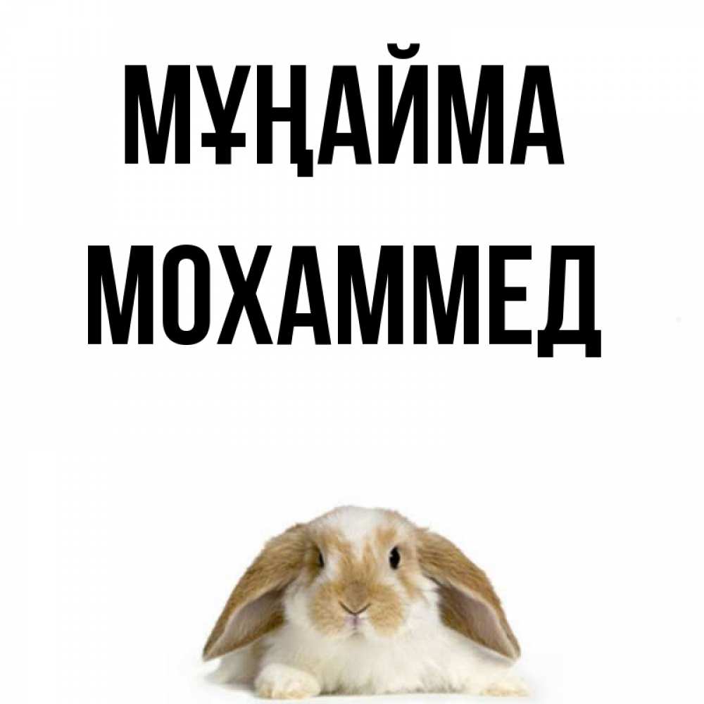Күн сайын ашық хат с именем, Мохаммед Мұңайма коричнево белый заяц с большими ушками Онлайн тегін жүктеп алу тілектері бар керемет карта 
