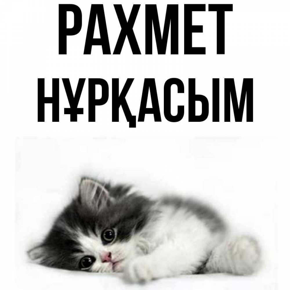 Күн сайын ашық хат с именем, НҰРҚАСЫМ рахмет черный и белый кот Онлайн тегін жүктеп алу тілектері бар керемет карта 
