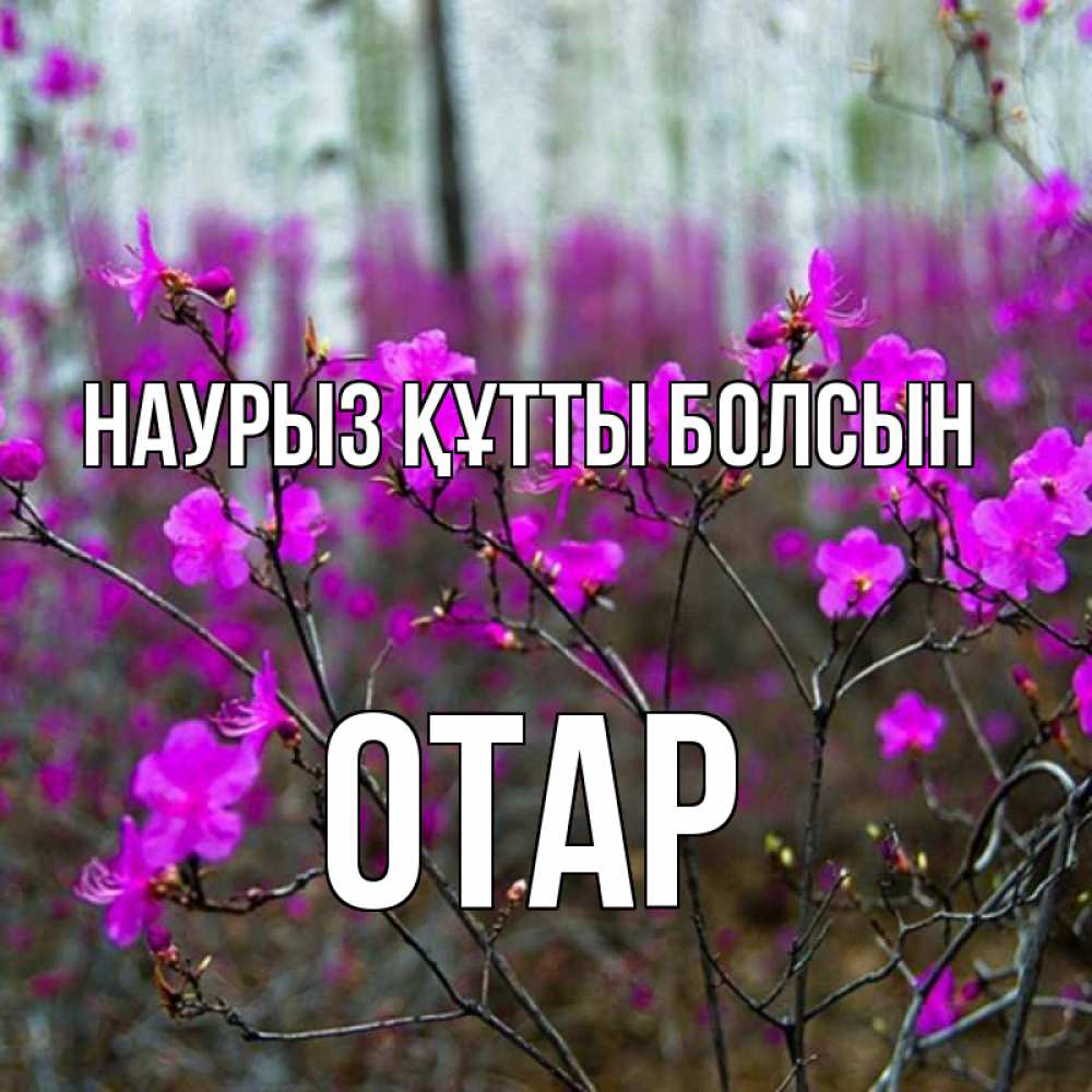 Күн сайын ашық хат с именем, ОТАР Наурыз құтты болсын дикие цветы Онлайн тегін жүктеп алу тілектері бар керемет карта 