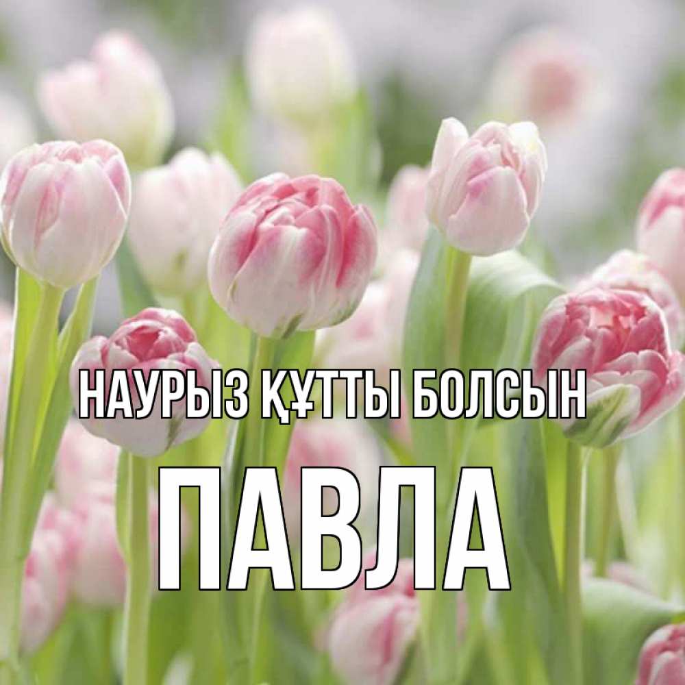 Күн сайын ашық хат с именем, Павла Наурыз құтты болсын цветы Онлайн тегін жүктеп алу тілектері бар керемет карта 