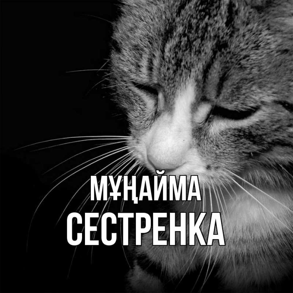 Күн сайын ашық хат с именем, Сестренка Мұңайма грустный котик Онлайн тегін жүктеп алу тілектері бар керемет карта 