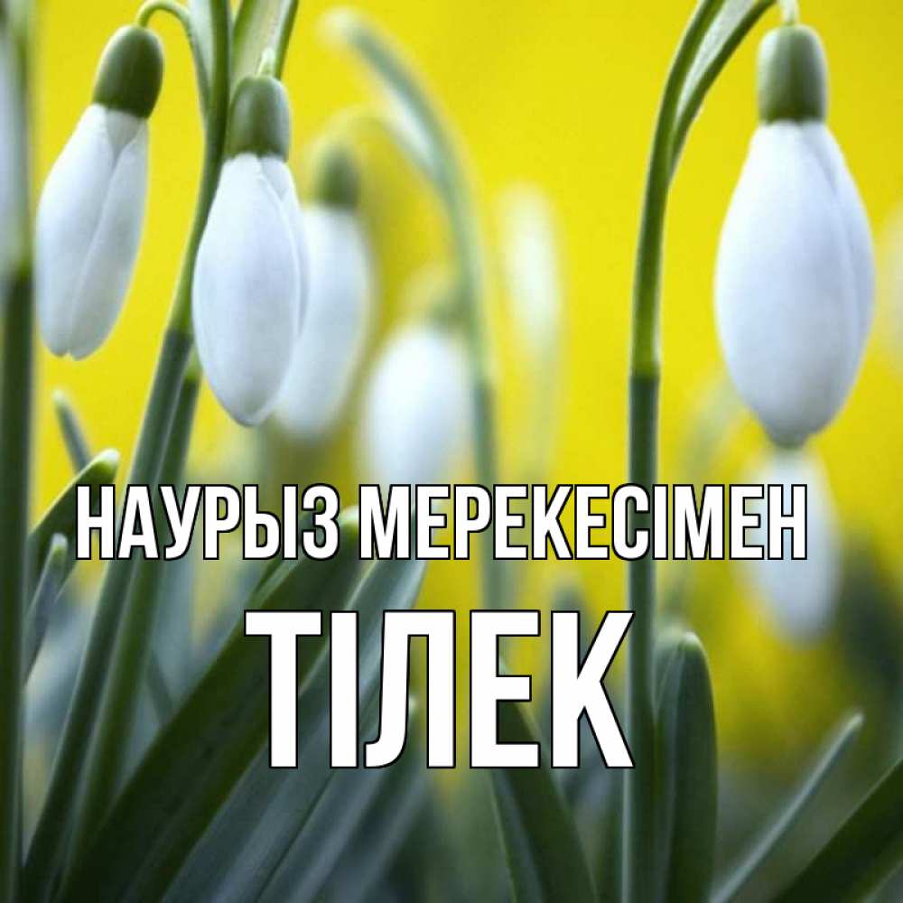 Күн сайын ашық хат с именем, ТІЛЕК Наурыз мерекесімен весенние цветы Онлайн тегін жүктеп алу тілектері бар керемет карта 