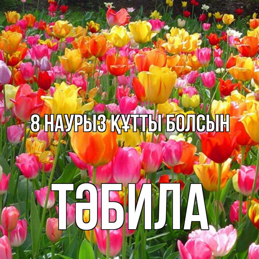 Күн сайын ашық хат с именем, ТӘБИЛА 8 наурыз құтты болсын на международный женский день Онлайн тегін жүктеп алу тілектері бар керемет карта 