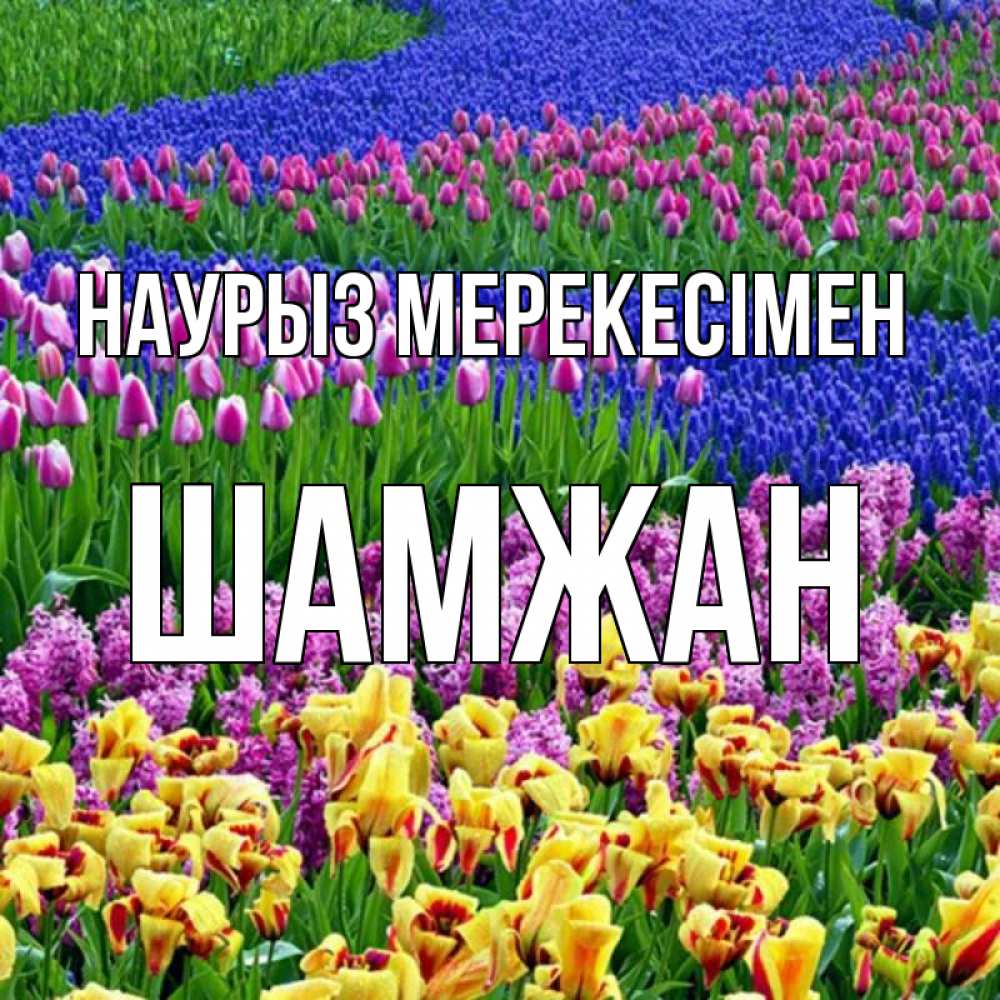 Күн сайын ашық хат с именем, ШАМЖАН Наурыз мерекесімен цветы Онлайн тегін жүктеп алу тілектері бар керемет карта 