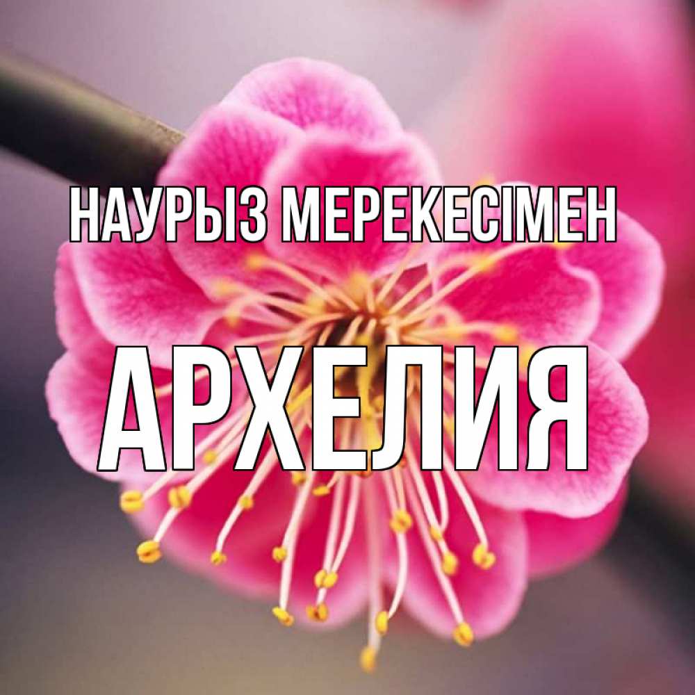 Күн сайын ашық хат с именем, Архелия Наурыз мерекесімен цветы Онлайн тегін жүктеп алу тілектері бар керемет карта 