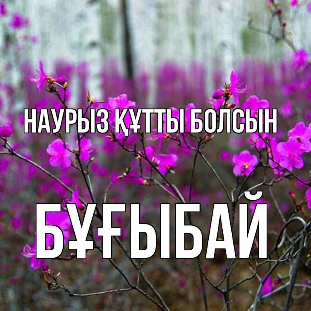 Күн сайын ашық хат с именем, Бұғыбай Наурыз құтты болсын дикие цветы Онлайн тегін жүктеп алу тілектері бар керемет карта 