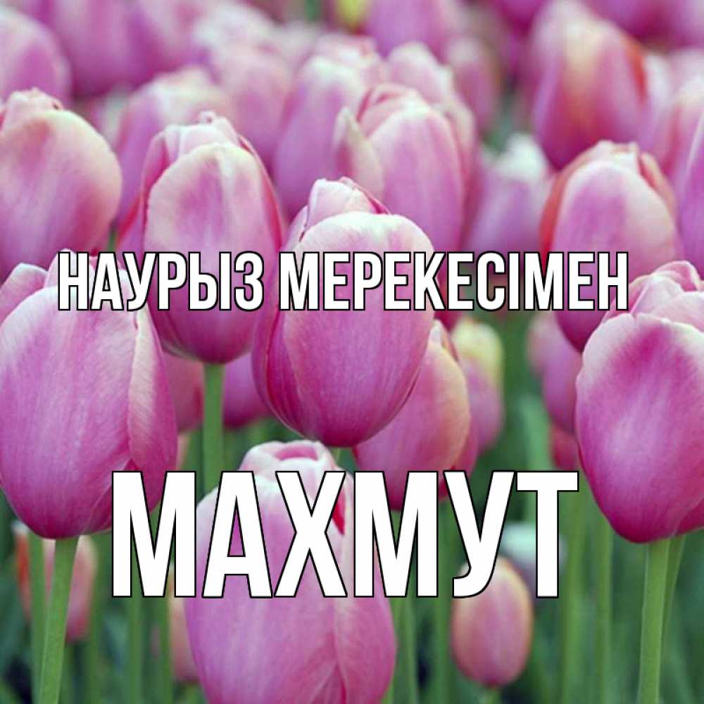 Күн сайын ашық хат с именем, МАХМУТ Наурыз мерекесімен праздник весны наурыз 69 Онлайн тегін жүктеп алу тілектері бар керемет карта 