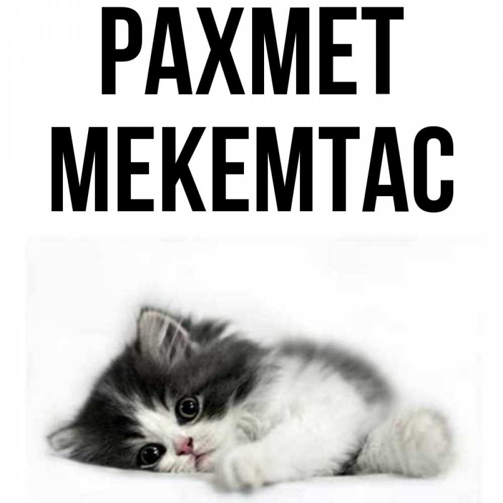 Күн сайын ашық хат с именем, МЕКЕМТАС рахмет черный и белый кот Онлайн тегін жүктеп алу тілектері бар керемет карта 
