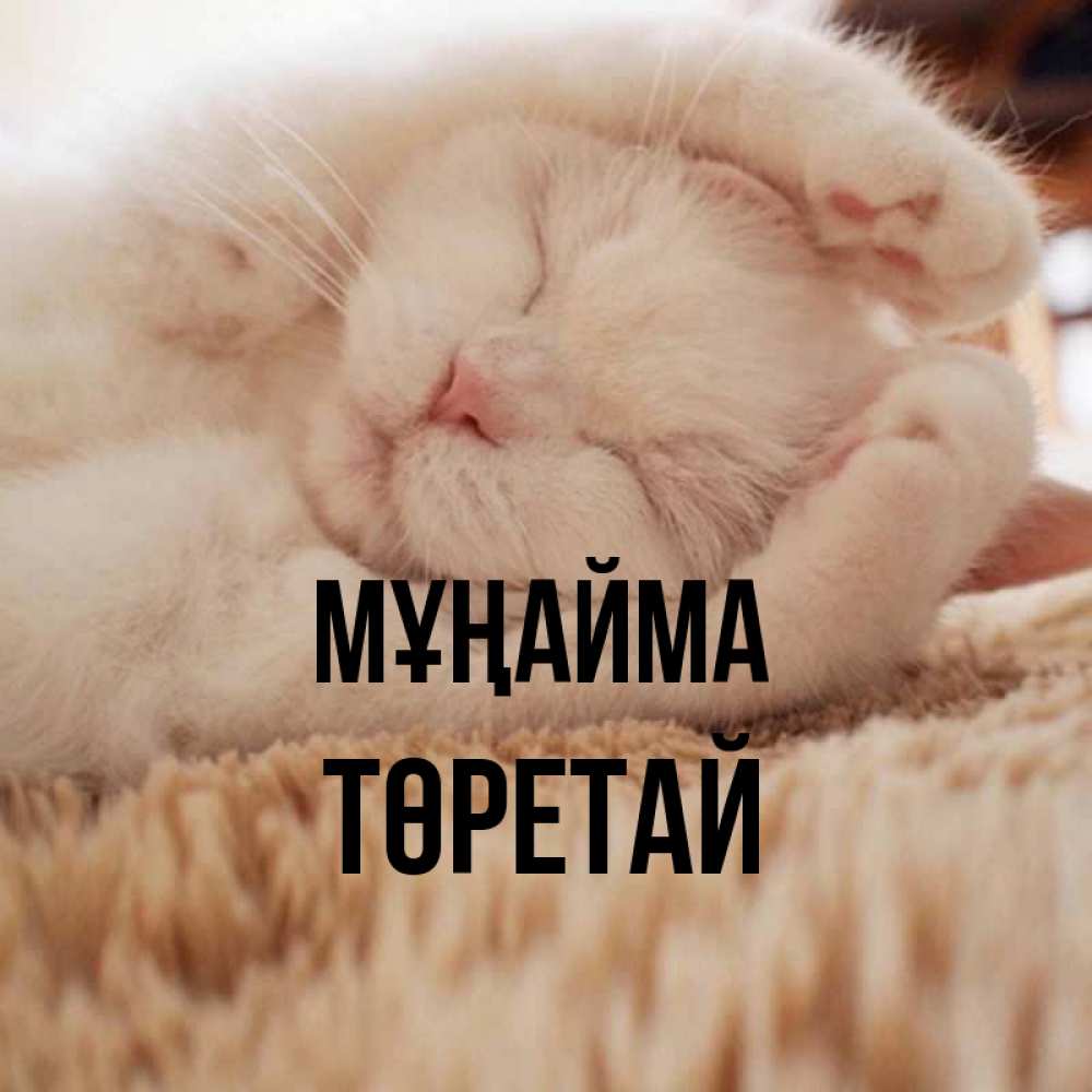 Күн сайын ашық хат с именем, Төретай Мұңайма Котенок спит Онлайн тегін жүктеп алу тілектері бар керемет карта 