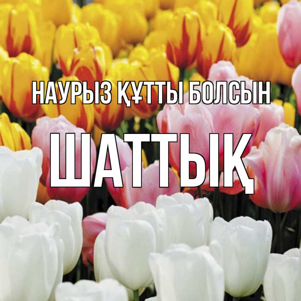Күн сайын ашық хат с именем, ШАТТЫҚ Наурыз құтты болсын разноцветные цветы Онлайн тегін жүктеп алу тілектері бар керемет карта 