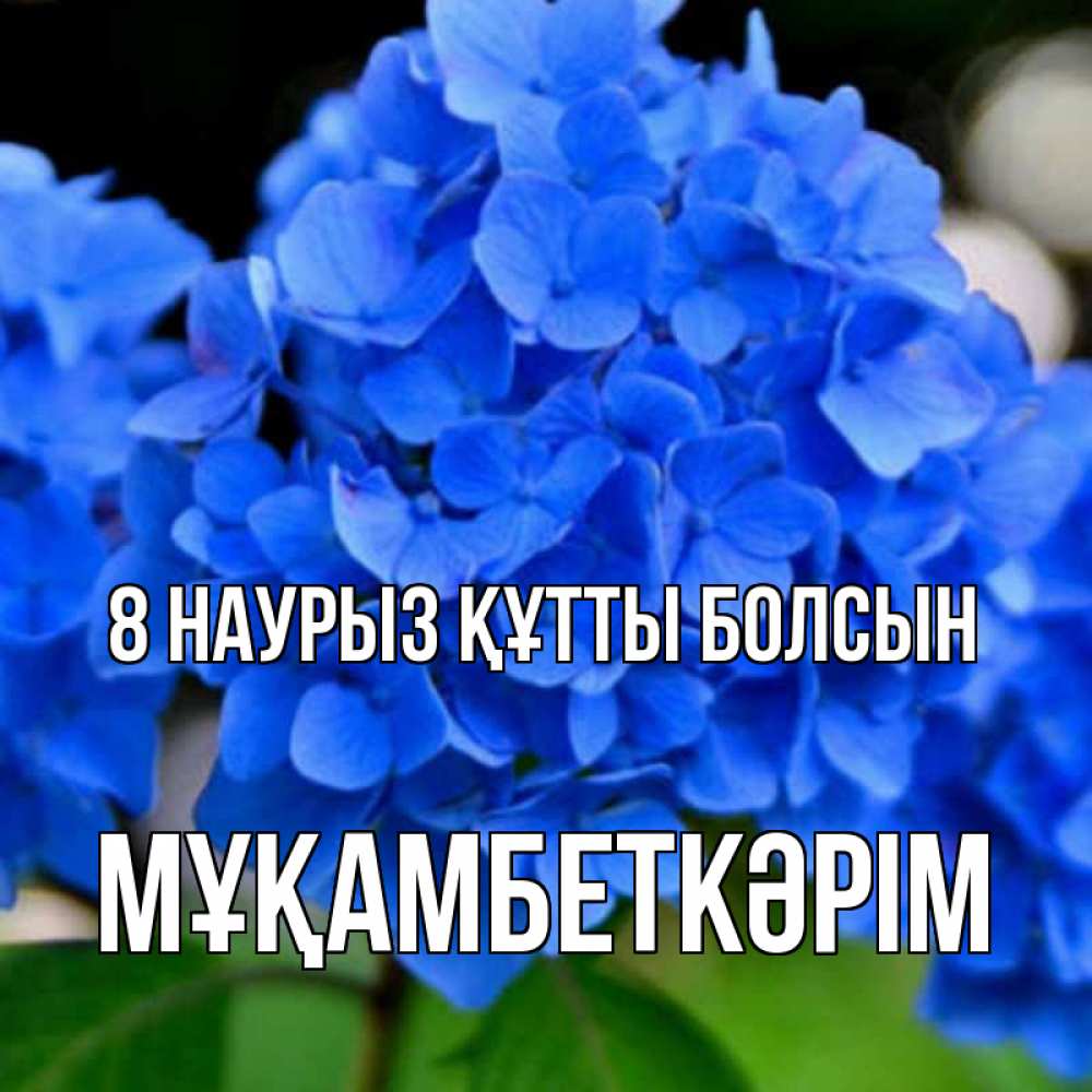 Күн сайын ашық хат с именем, Мұқамбеткәрім 8 наурыз құтты болсын синие цветы Онлайн тегін жүктеп алу тілектері бар керемет карта 