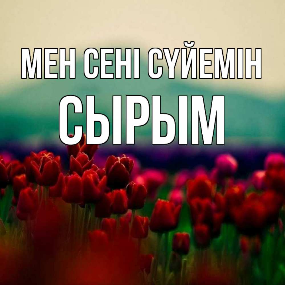 Күн сайын ашық хат с именем, СЫРЫМ Мен сені сүйемін тюльпаны 4 Онлайн тегін жүктеп алу тілектері бар керемет карта 
