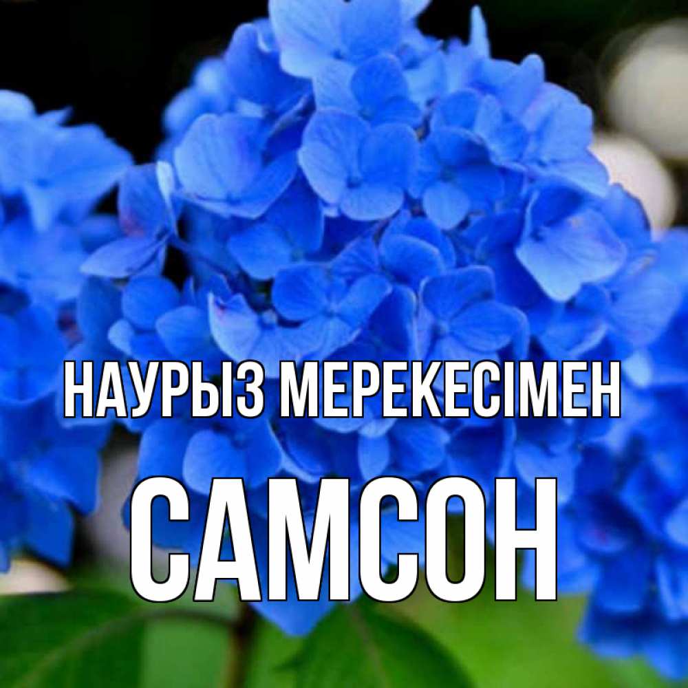 Күн сайын ашық хат с именем, Самсон Наурыз мерекесімен синие цветы Онлайн тегін жүктеп алу тілектері бар керемет карта 