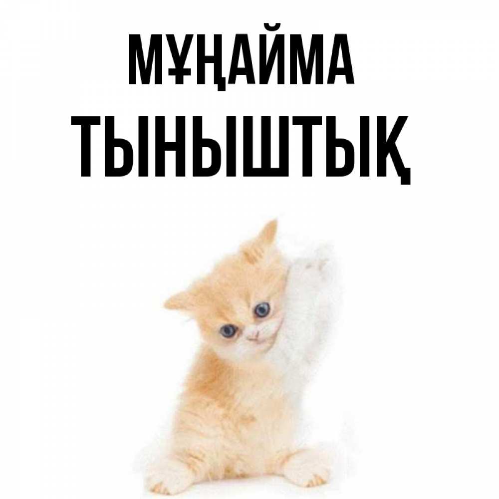 Күн сайын ашық хат с именем, ТЫНЫШТЫҚ Мұңайма просящий кот Онлайн тегін жүктеп алу тілектері бар керемет карта 
