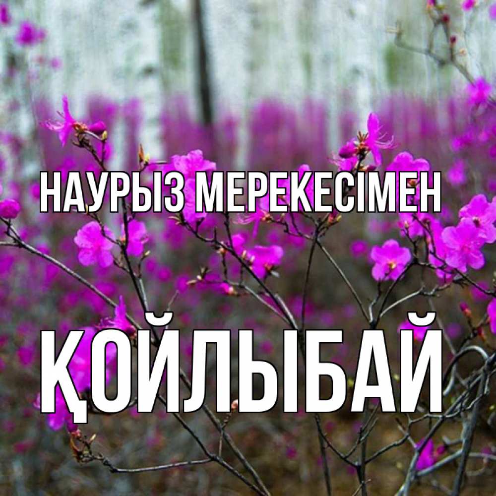 Күн сайын ашық хат с именем, Қойлыбай Наурыз мерекесімен дикие цветы Онлайн тегін жүктеп алу тілектері бар керемет карта 
